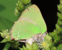 Cyanophrys herodotus