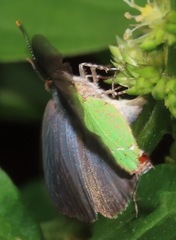 Cyanophrys herodotus