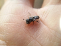 Megachile ignita