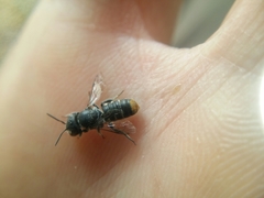 Megachile ignita