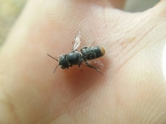 Megachile ignita