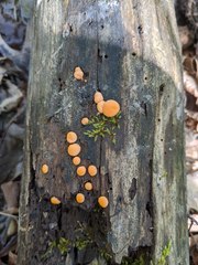Lycogala epidendrum terrestre