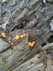 Lycogala epidendrum terrestre