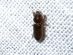 Tropicus pusillus