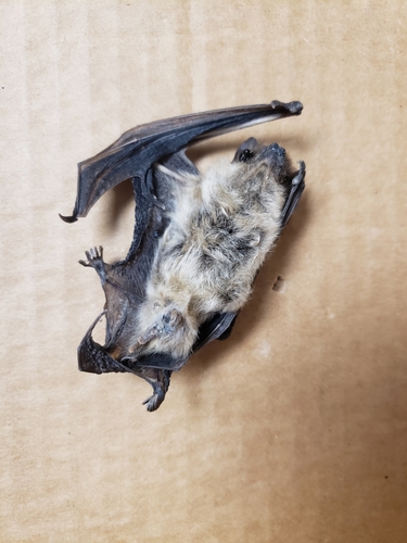 Big Brown Bat photographed in Wisconsin