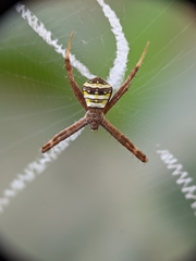 Argiope