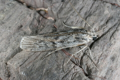 Cactobrosis fernaldialis