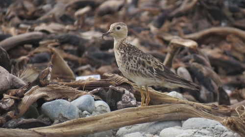 Correlimos canelo (Calidris subruficollis)