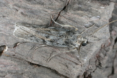 Cactobrosis fernaldialis
