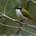 Dark-headed Honeyeaters - Photo (c) Tom Tarrant, some rights reserved (CC BY-NC-SA)