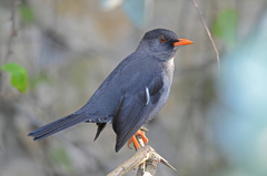 Turdus aurantius