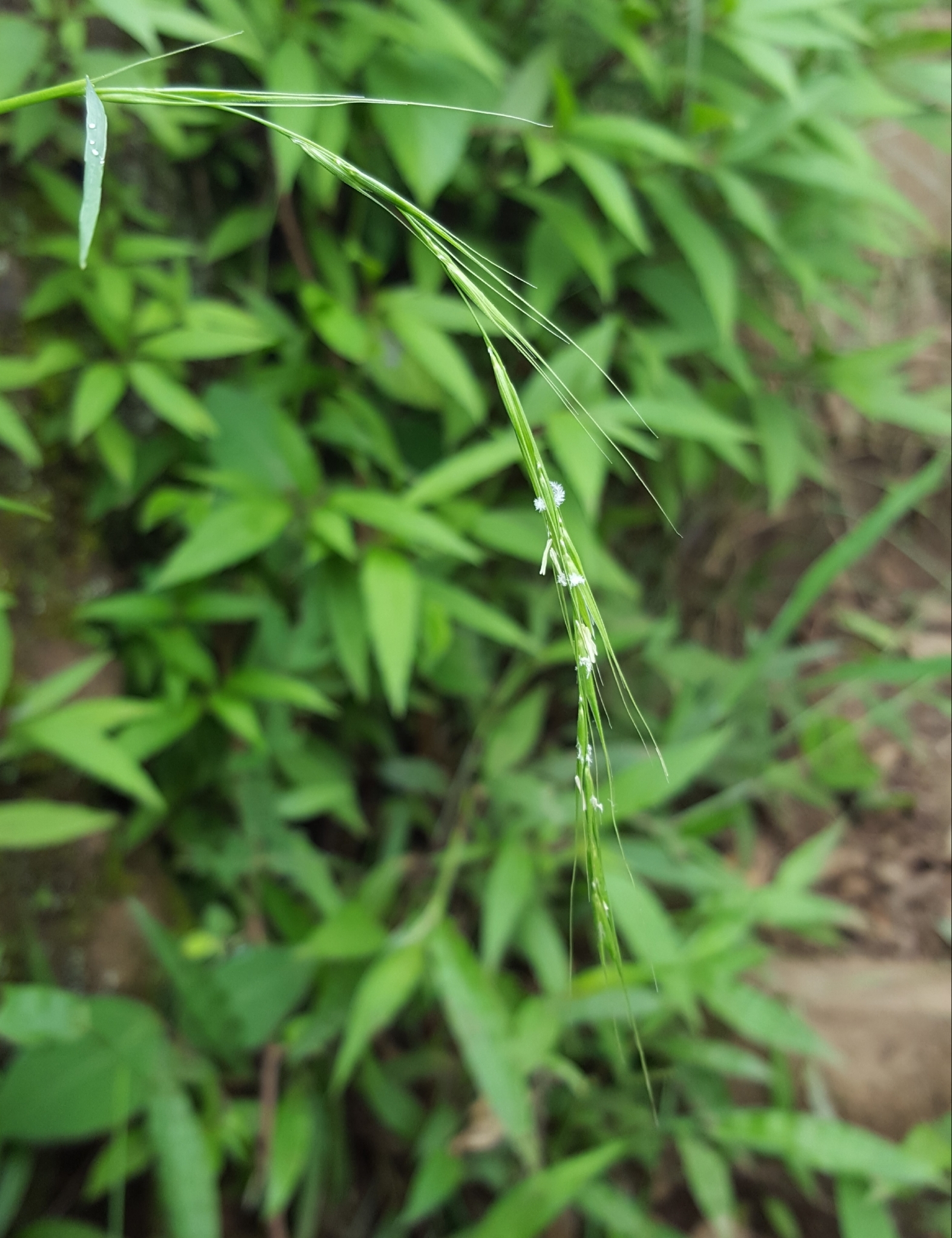 (c) François Rousseu, certains droits réservés (CC BY-NC) https://www.inaturalist.org/observations/108217983