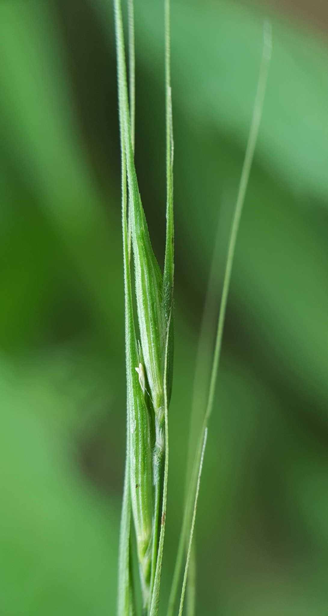 (c) François Rousseu, certains droits réservés (CC BY-NC) https://www.inaturalist.org/observations/108217983