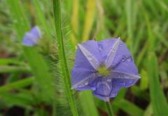 Jacquemontia blanchetii