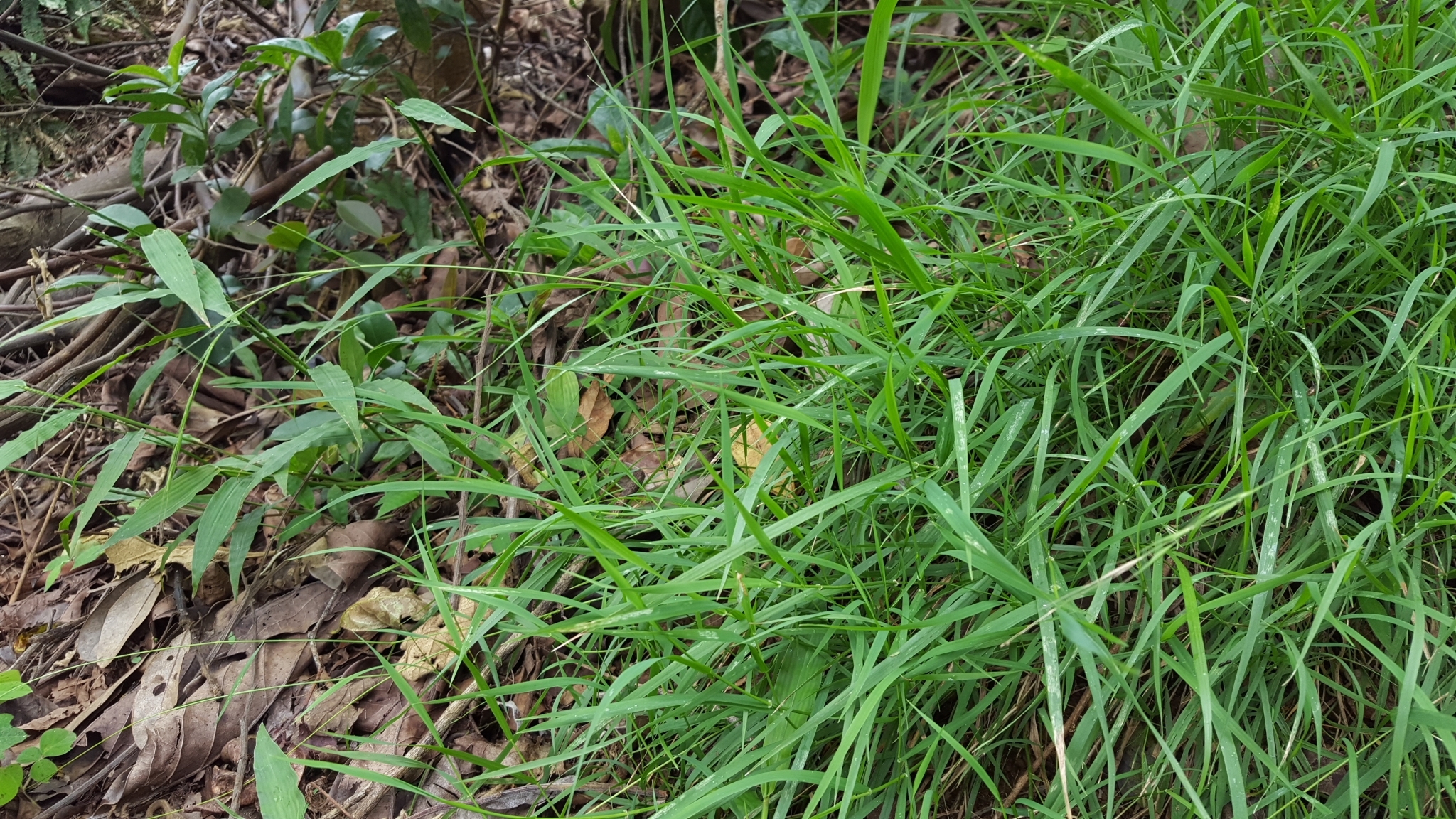 (c) François Rousseu, certains droits réservés (CC BY-NC) https://www.inaturalist.org/observations/108217983