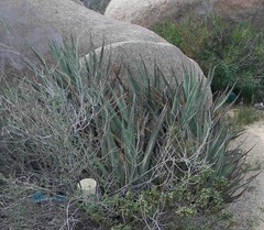 Agave cerulata