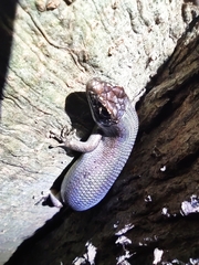 Trachylepis comorensis