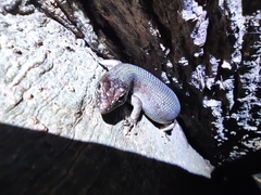 Trachylepis comorensis