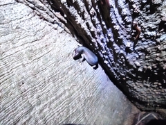 Trachylepis comorensis