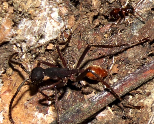Eciton dulcium