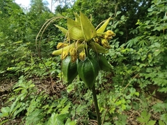 Tacca leontopetaloides