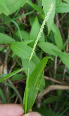 Paspalum nutans