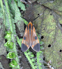 Dycladia emerita