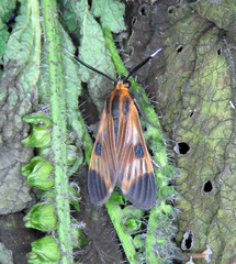 Dycladia emerita