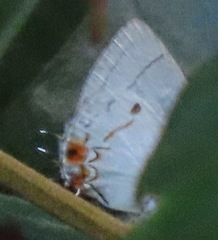 Iaspis andersoni