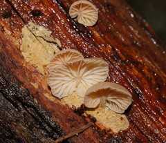 Marasmiellus affixus