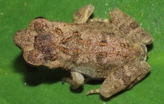 Incilius aucoinae
