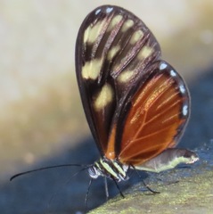 Pteronymia picta notilla