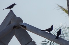 Ptiloxena atroviolacea