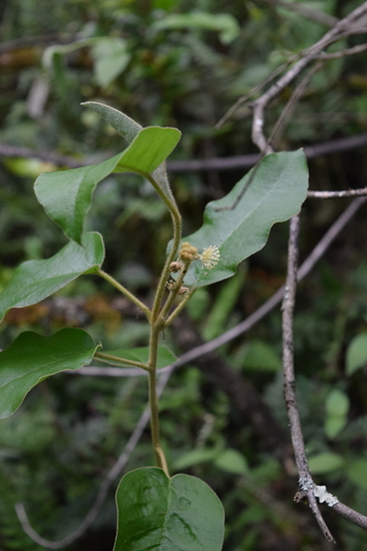 eugenia (Syzygium carolinense)