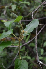 Syzygium carolinense