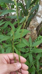 Carex brunnea