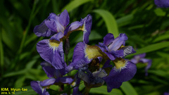 Iris sanguinea