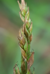 Carex brunnea