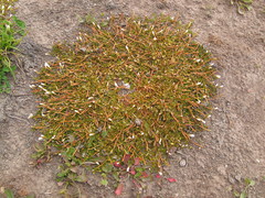 Epilobium angustum