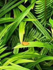 Phalanta phalantha phalantha