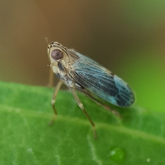 Idiomyctus