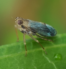 Idiomyctus
