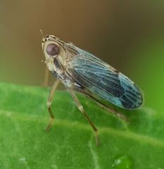 Idiomyctus