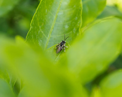 Exomalopsis
