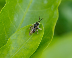Exomalopsis