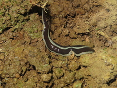 Newzealandia