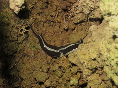 Newzealandia