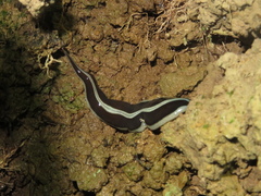 Newzealandia