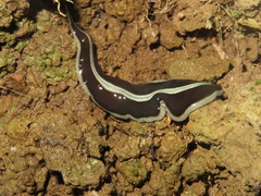 Newzealandia