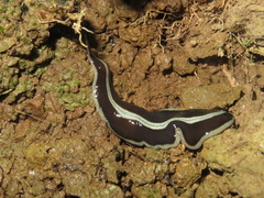 Newzealandia